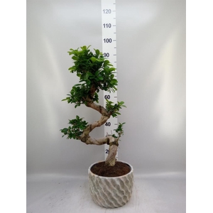 Ficus microcarpa 'Ginseng'