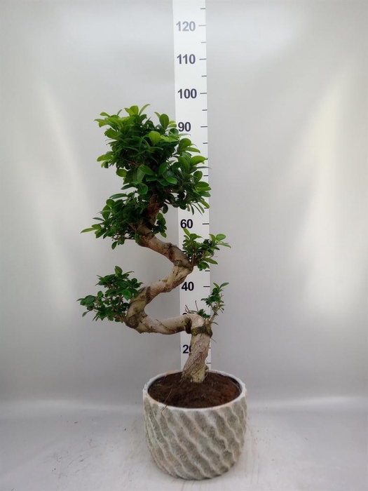 <h4>Ficus microcarpa 'Ginseng'</h4>