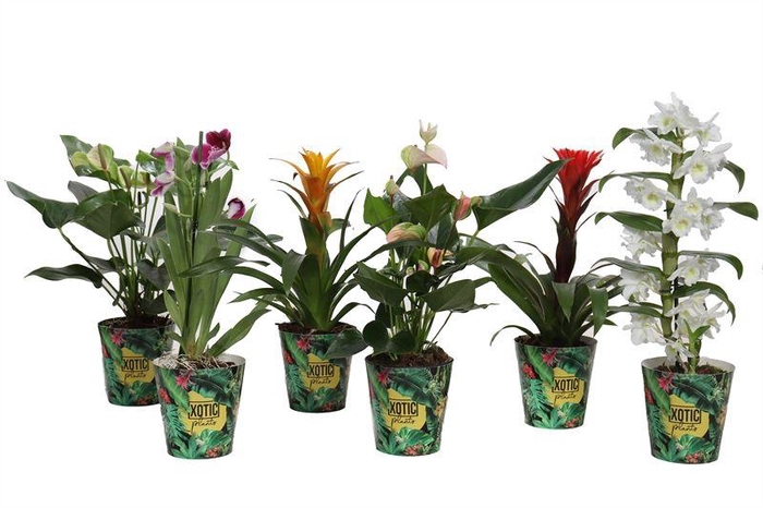 <h4>Ov Bloeiende Kamerplanten Gemengd</h4>