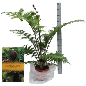 Cyathea Cooperii (Australian Tree Fern) MET hoes