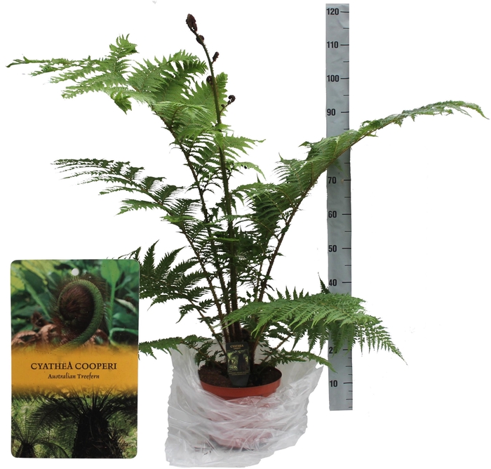 <h4>Cyathea Cooperii (Australian Tree Fern) MET hoes</h4>