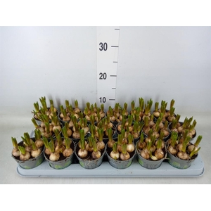 Muscari  'White Spear'