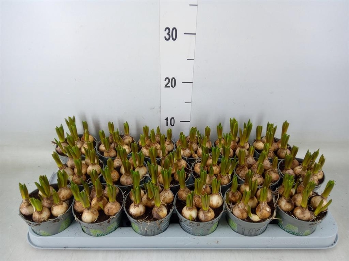 <h4>Muscari  'White Spear'</h4>