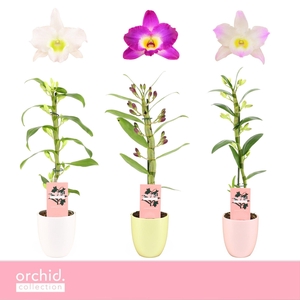 Dendrobium Nobilé, Mix 1-spike Compact in Lotte 'Orchid Collection'