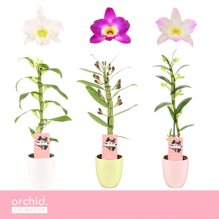 <h4>Dendrobium Nobilé, Mix 1-spike Compact in Lotte 'Orchid Collection'</h4>