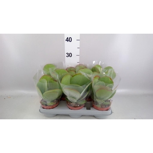 Kalanchoe NF thyrsiflora 'Red Lips'