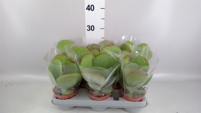<h4>Kalanchoe NF thyrsiflora 'Red Lips'</h4>