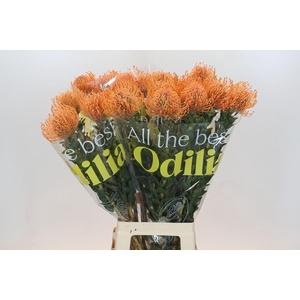 Nutans Ayoba Mandarin Zest