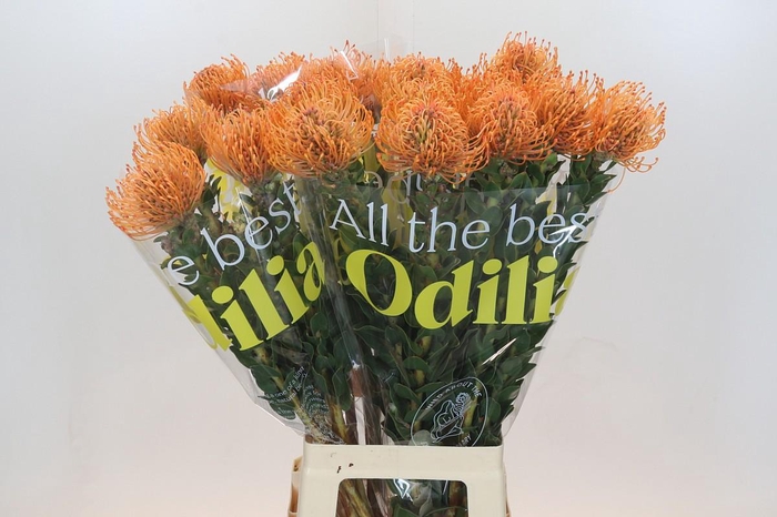 <h4>Nutans Ayoba Mandarin Zest</h4>