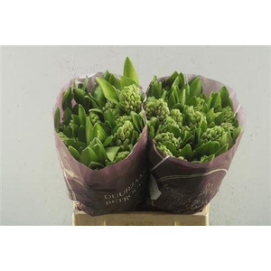 Hyac City Of Bradford S