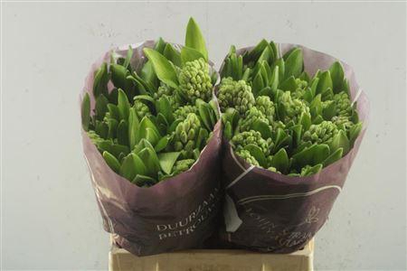 <h4>Hyac City Of Bradford S</h4>