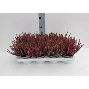 Calluna vulg. 'Beauty L Linda'