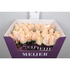 R Gr Pearl Avalanch+