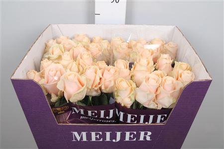 <h4>R Gr Pearl Avalanch+</h4>