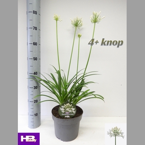 AGAPA HENRYS WHITE