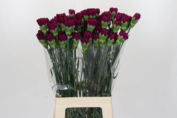 <h4>Dianthus St Yukari Violet</h4>