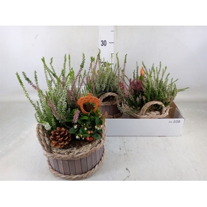 Arr.   Tuinplanten L%