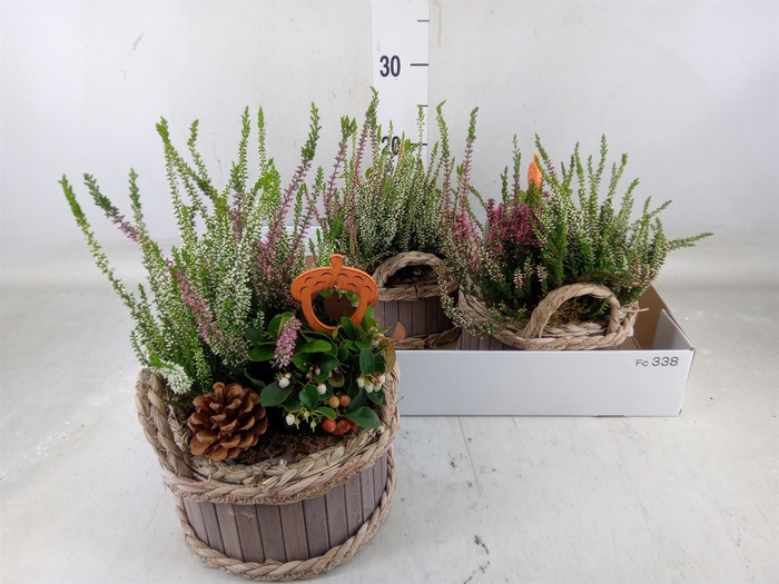 <h4>Arr.   Tuinplanten L%</h4>