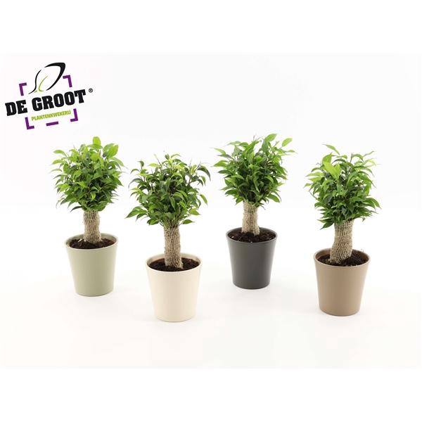 <h4>Ficus benjamina 'Natasja'</h4>