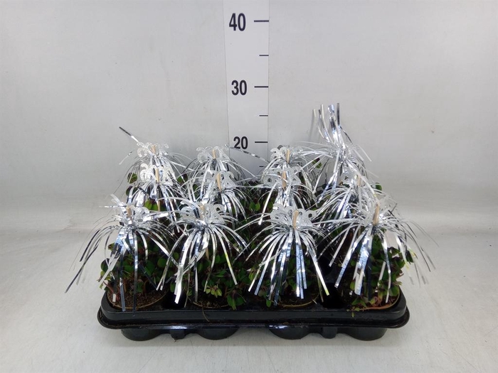 <h4>Oxalis deppei</h4>