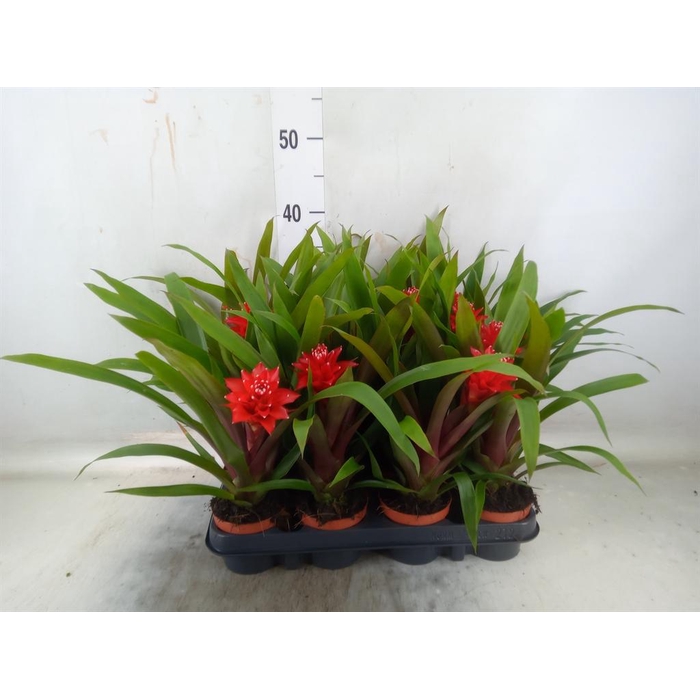 <h4>Guzmania 'Mia'</h4>