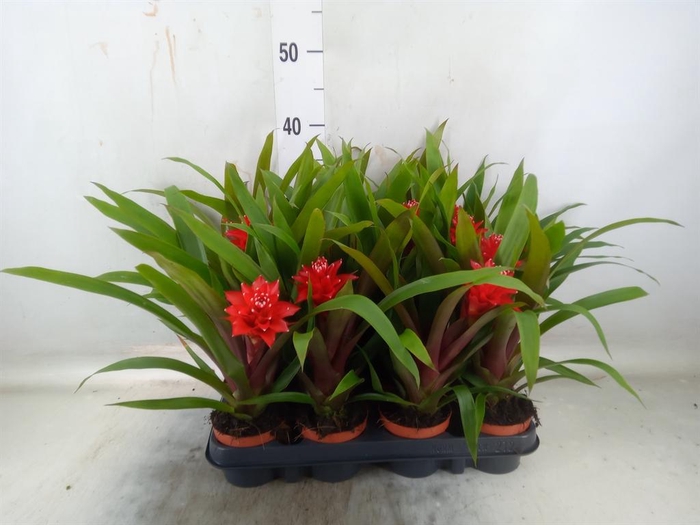 <h4>Guzmania 'Mia'</h4>