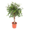 Ficus Exotica