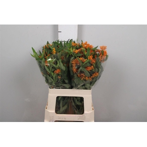 Ascl Tuberosa
