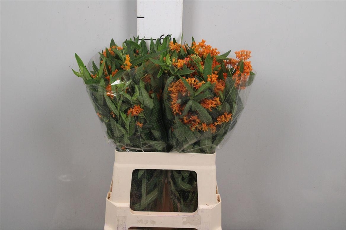 <h4>Ascl Tuberosa</h4>
