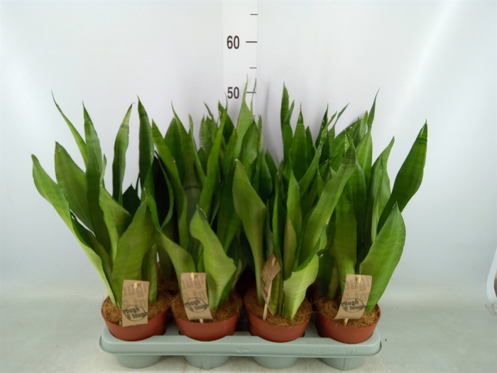 <h4>Sansevieria trifa. 'Moonshine'</h4>