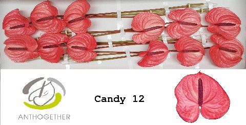 <h4>Anthurium Candy</h4>