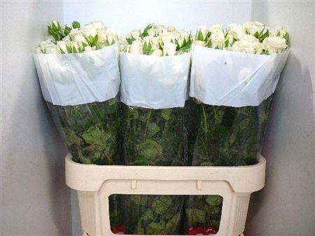 <h4>R Tr Snowy Blossoms</h4>