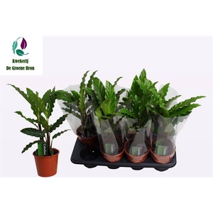 Calathea Tropistar
