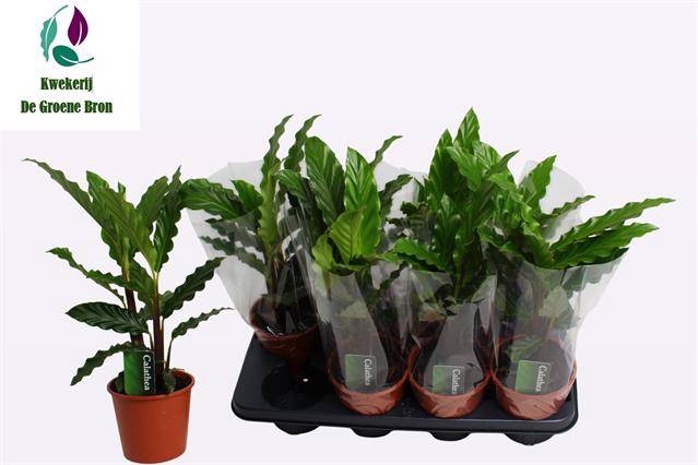 <h4>Calathea Tropistar</h4>