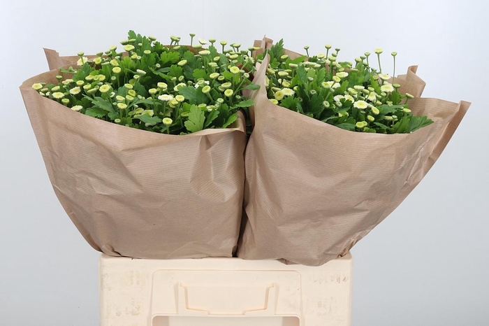 <h4>Tana Pa Rio</h4>