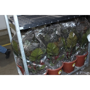 PHILODENDRON RUBRO P30