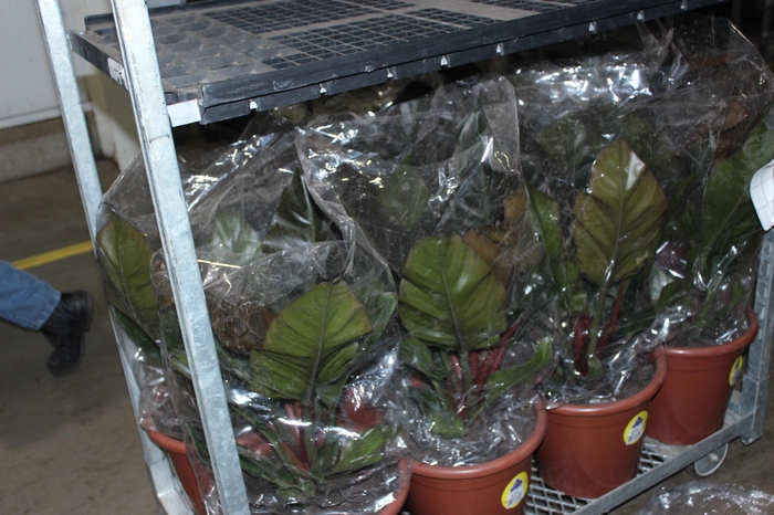 PHILODENDRON RUBRO P30