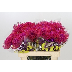 LEUCO NUTANS PAINTED CERISE H%
