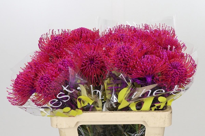 <h4>LEUCO NUTANS PAINTED CERISE H%</h4>