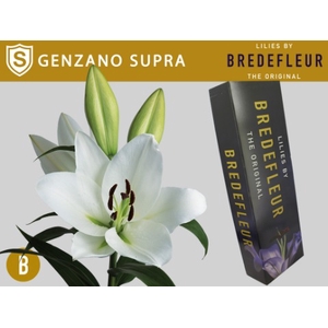 LI OT GENZANO Supra QUALITY BOX