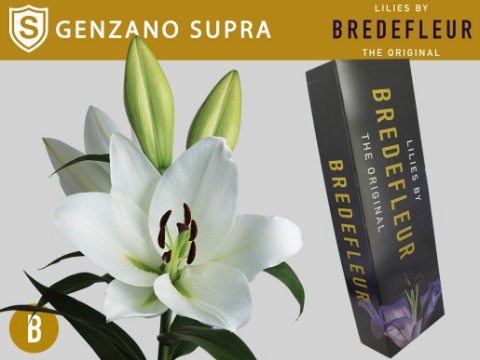 <h4>LI OT GENZANO Supra QUALITY BOX</h4>