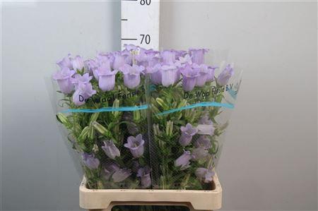<h4>Camp M Champion Lavender</h4>