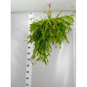 Rhipsalis   ...
