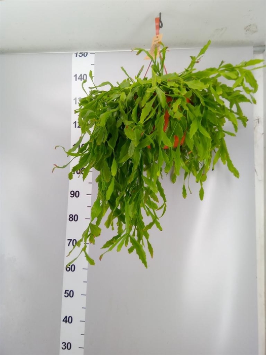<h4>Rhipsalis ...</h4>