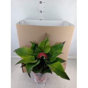 Tillandsia  'Andreas'