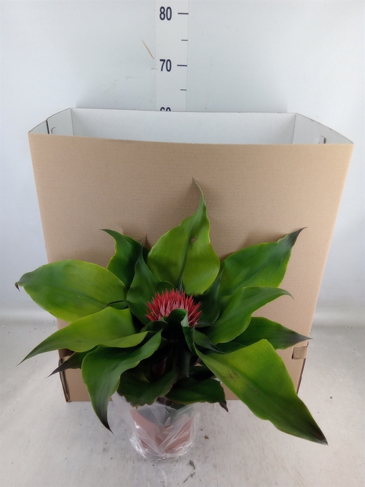 <h4>Tillandsia  'Andreas'</h4>