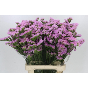 Limonium sinuatum Pink Rosa