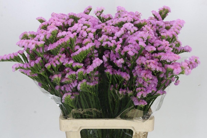 <h4>Limonium sinuatum Pink Rosa</h4>