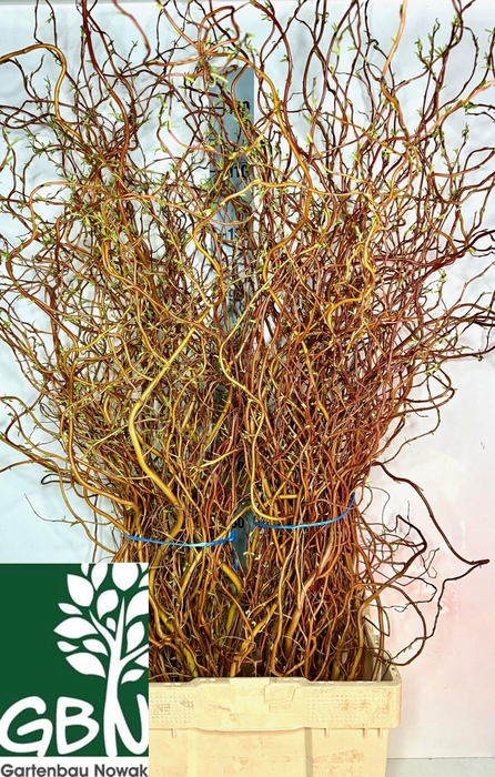 <h4>SALIX OV BS</h4>