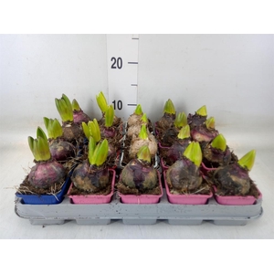 Hyacinthus orie.   ...mix 5